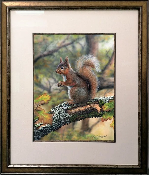 Red Squirrel ( On Autumn Oak ) — Nigel Artingstall
